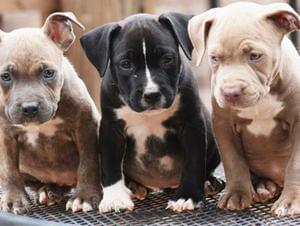Beautiful American bully puppies for adoption