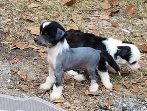 amazingly  Chinese Crested Puppies For Sale