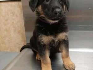 German Shepherd puppy