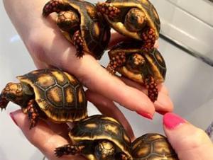 Tortoise Babies - Cb18