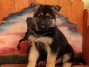 attractive German Shepherd puppy